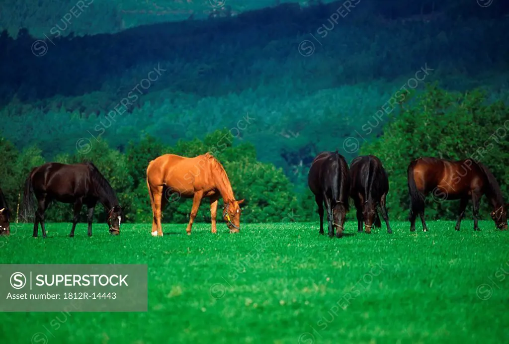 Thoroughbred mares, Co Tipperary, Ireland