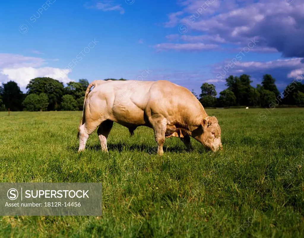 Charolais Bull