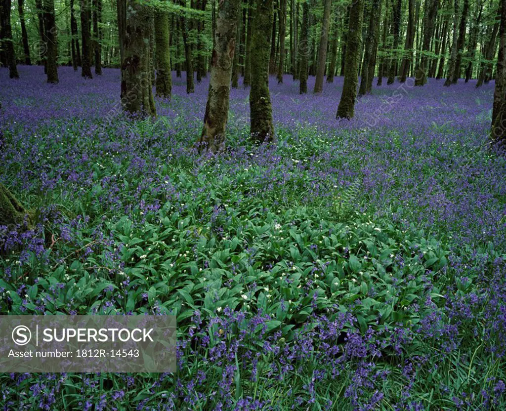 Bluebells on a forest floor