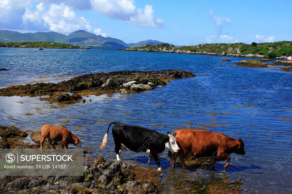 Cows in Sea, Near Eyeries, County Cork, Ireland