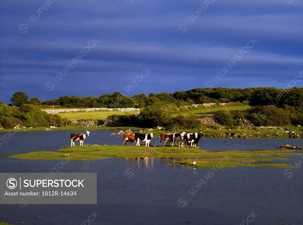 Dairy Cattle, Co Clare, Ireland