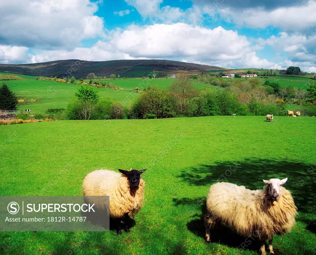 Sperrin Mountains, County Tyrone, Ireland, Sheep
