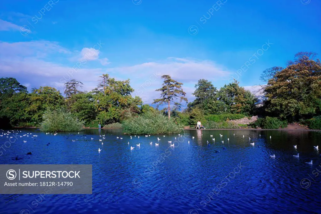 Bushy Park, River Dodder, Rathfarnham, Dublin, Ireland