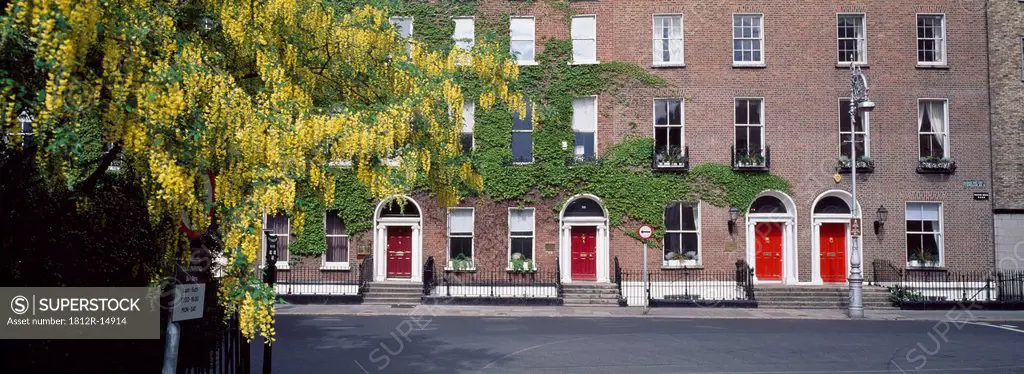 Dublin,Co Dublin,Ireland,Laburnum Trees In Fitzwilliam Square