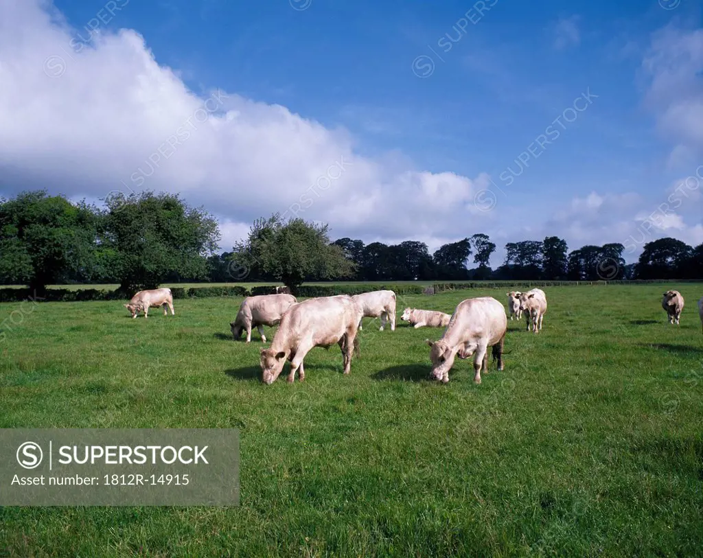Charolais Cattle Grazing In Pasture