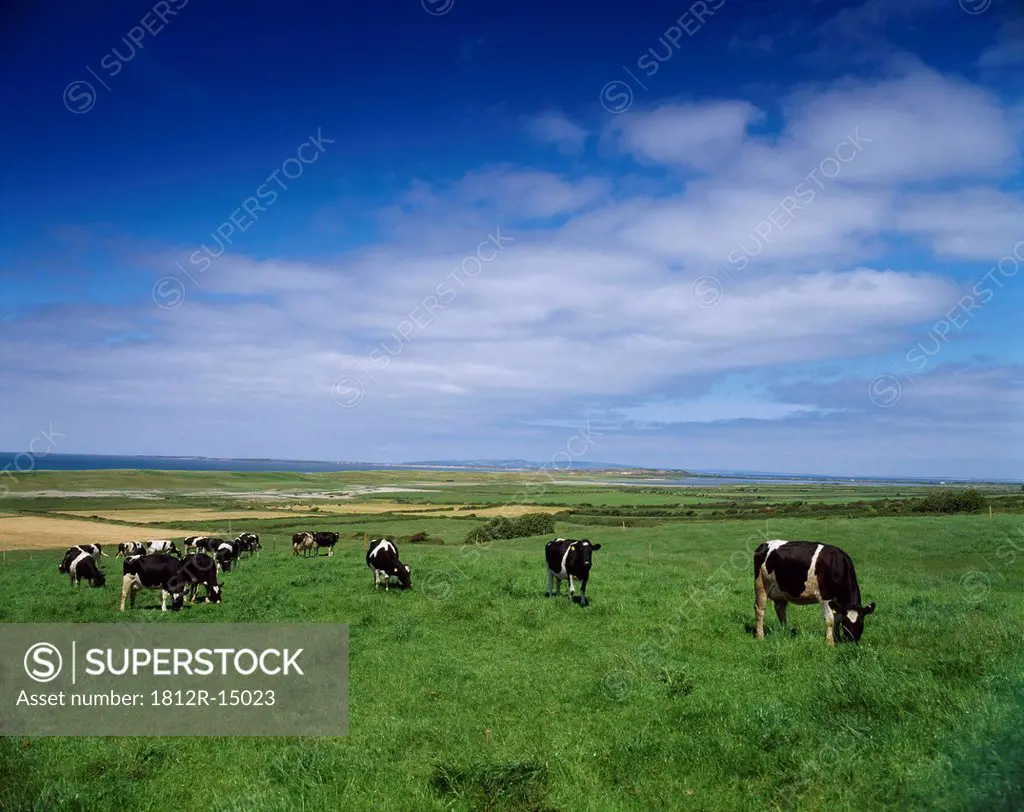 Livestock, Fresian Cows