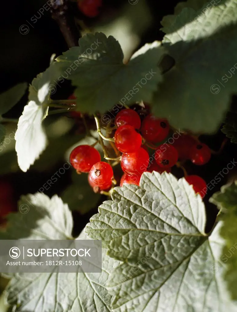 Berries And Leaves, Red Currants Ribes Rubrum