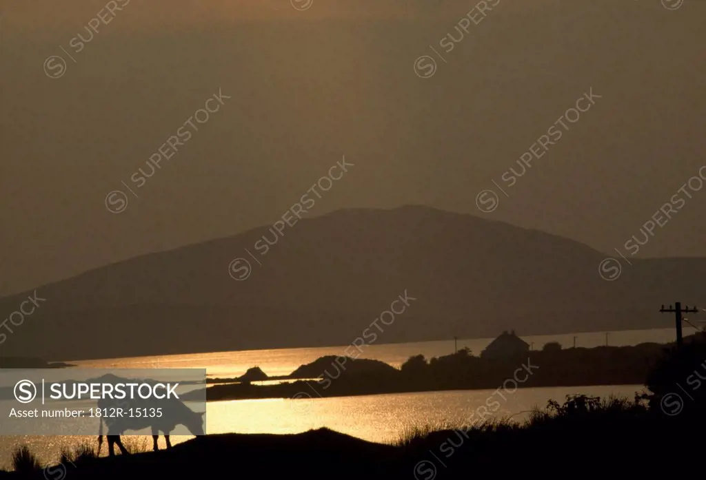 Silhouette Of Cattle