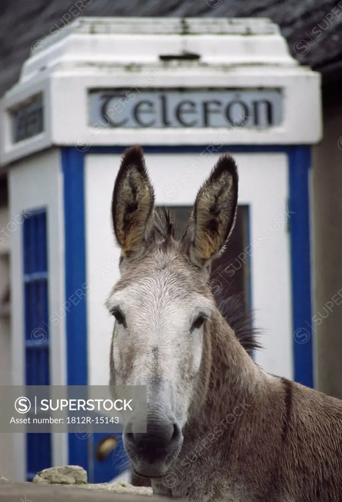 Donkey By Telephone Booth, Glenbeigh, County Kerry, Ireland