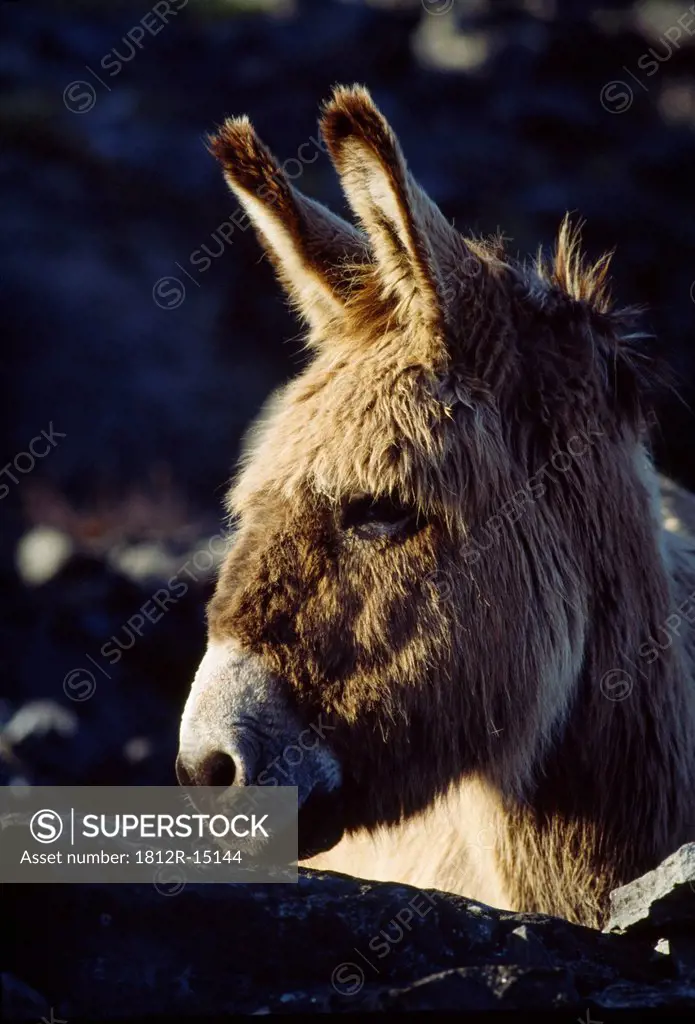 Donkey On Inishmaan, The Aran Islands, County Galway, Ireland