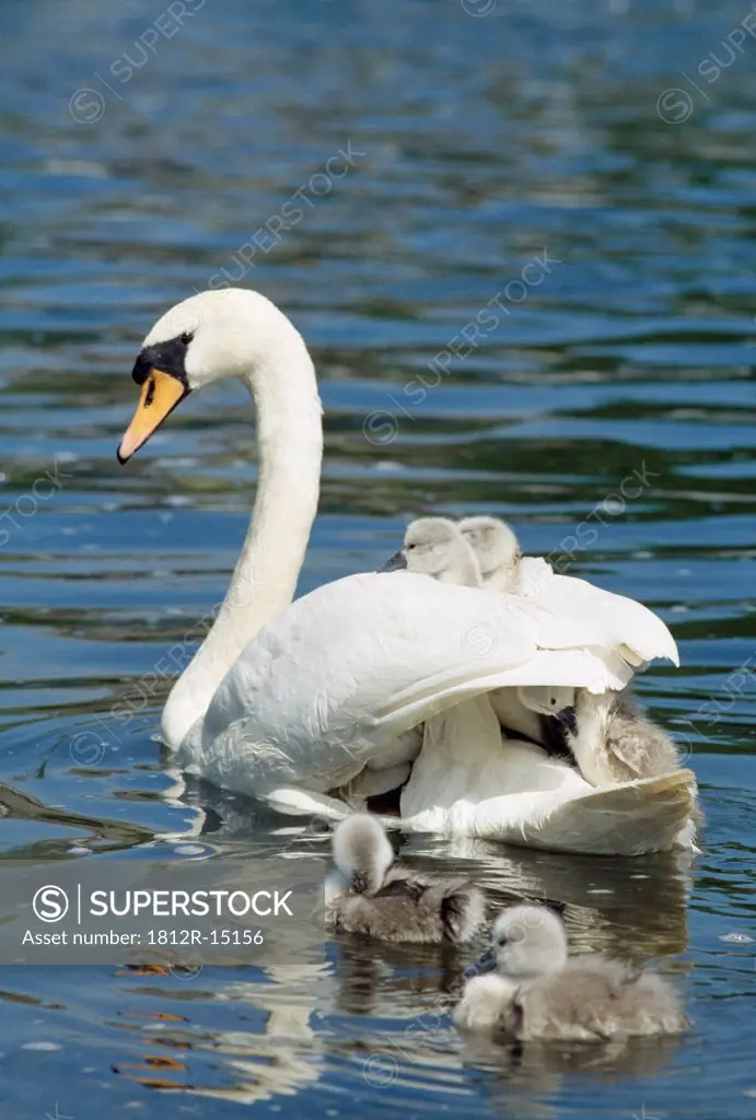 Swan And Cygnets, Clonmel, Co Tipperary, Ireland