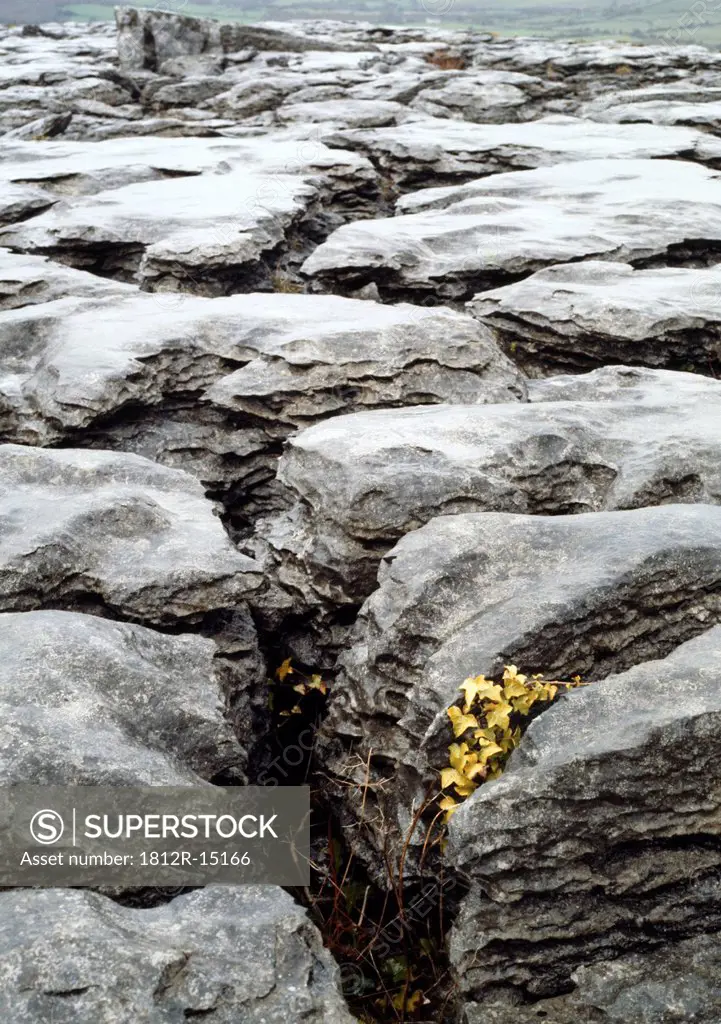 Rocky Detail, The Burren, County Clare, Ireland