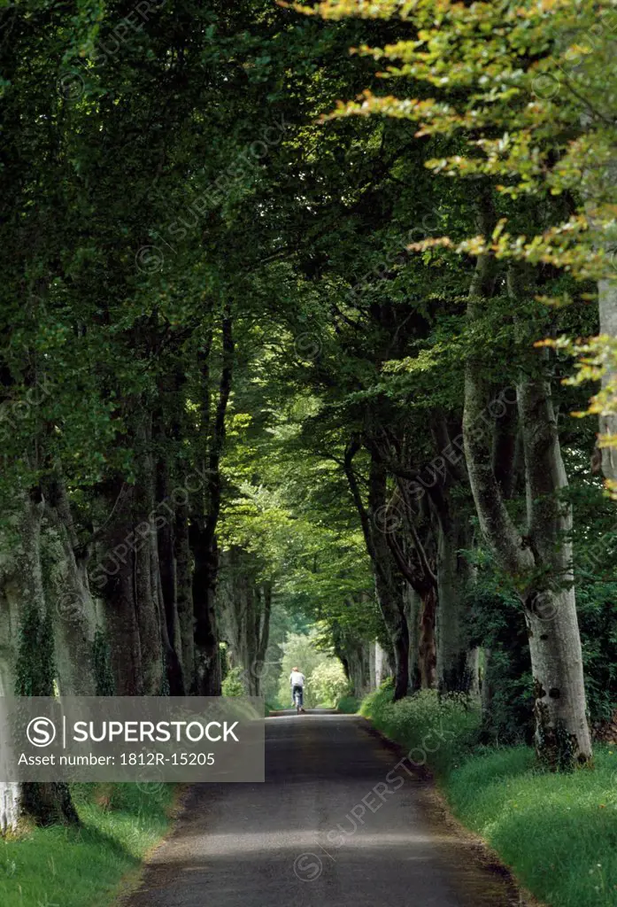 Country Road, Lough Key Forest Park, County Roscommon, Ireland