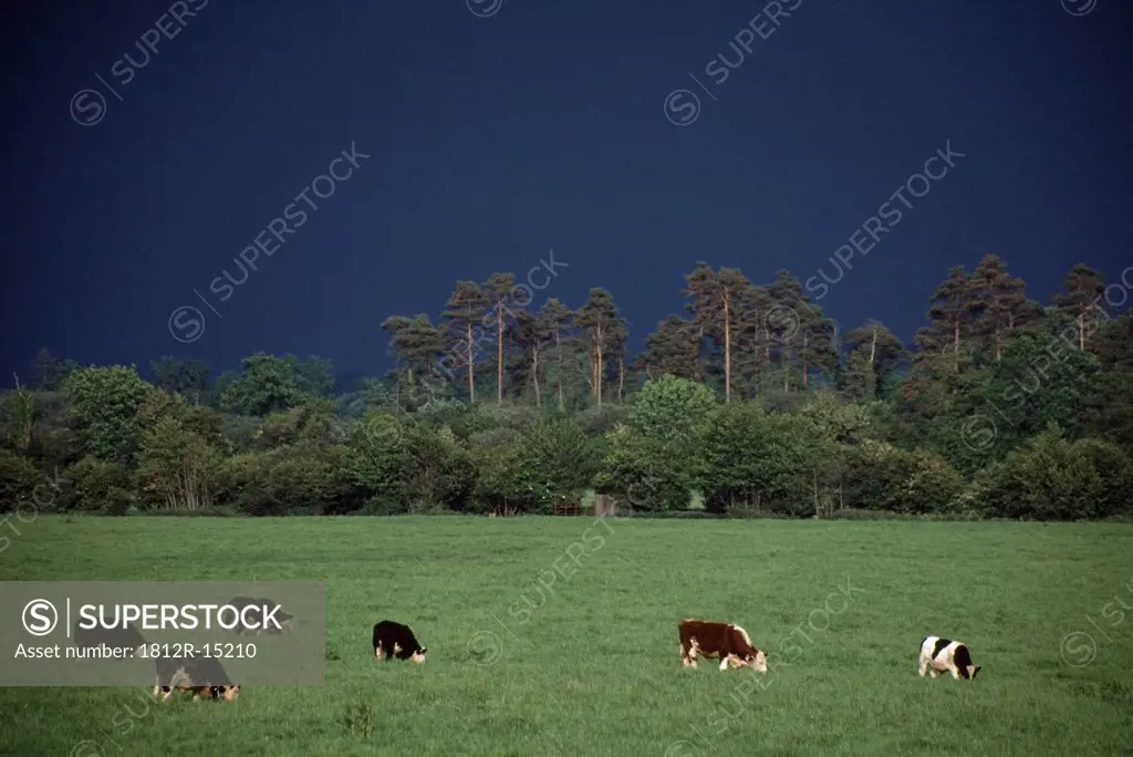 Fresian Cattle,