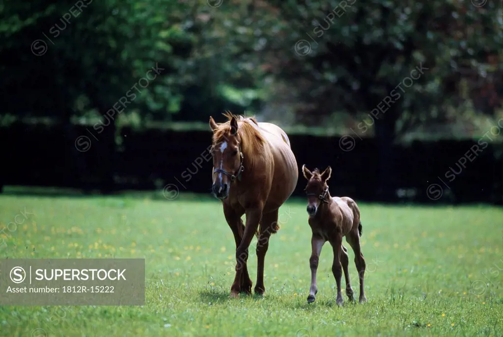 Horses _ Thoroughbred, Mare And Foal,