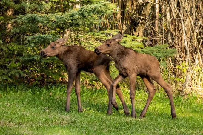 Moose calves (Alces alces), South-central Alaska; Anchorage, Alaska, United States of America
