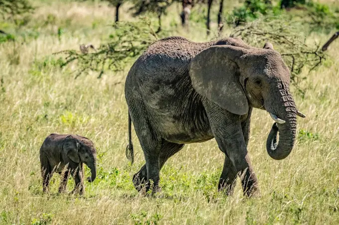 Calf follows African bush elephant (Loxodonta africana) across grassland, Klein's Camp, Serengeti National Park; Tanzania