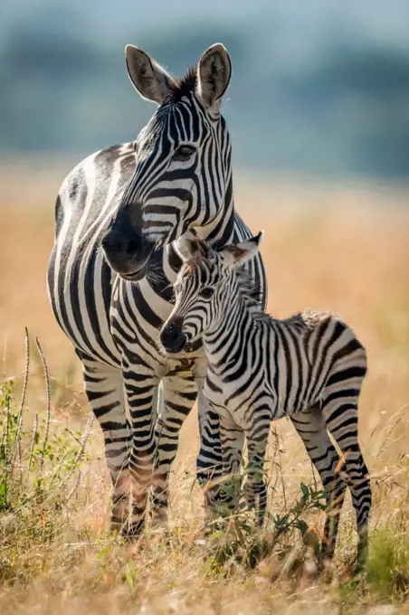 Plains zebra (Equus quagga) stands eyeing camera with foal, Serengeti National Park; Tanzania