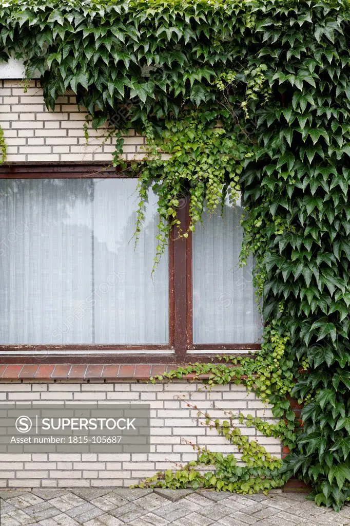 Germany, Virginia creeper growing on window
