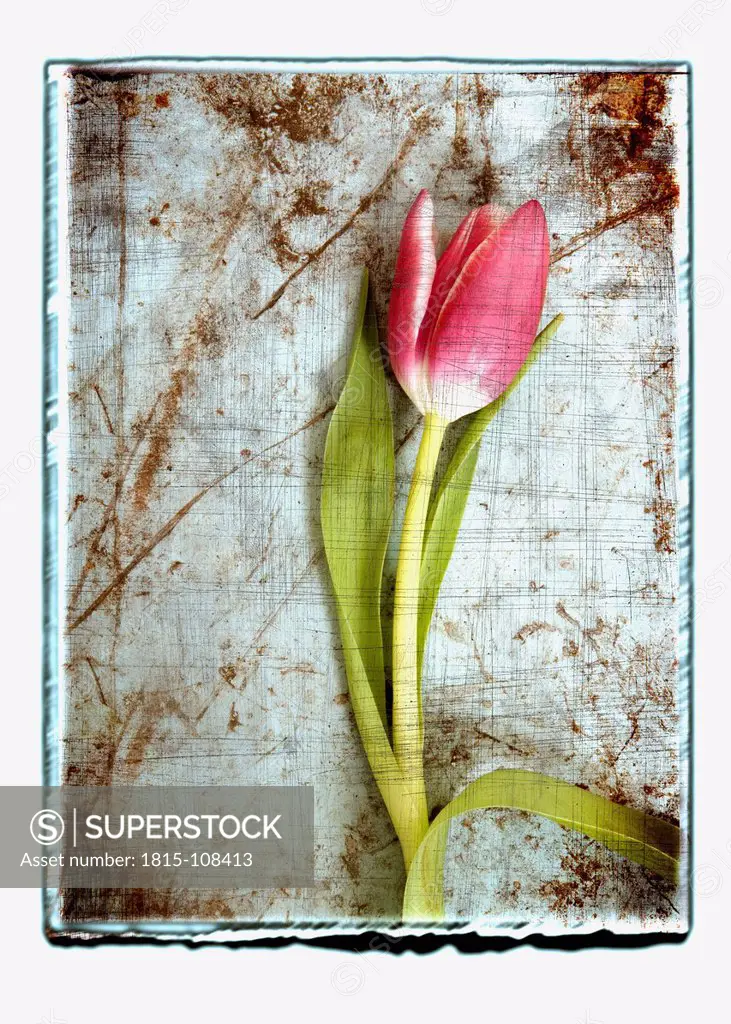Collage of tulip with texture