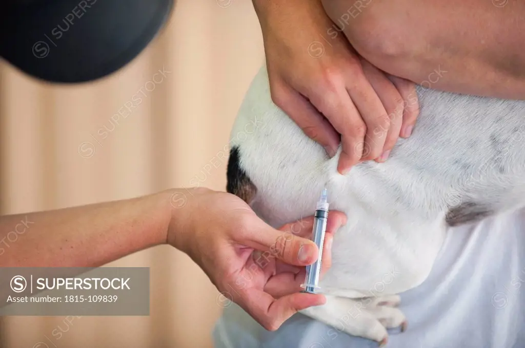 USA, Texas, Leakey, Doctor giving injection to dog