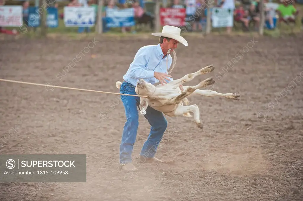 USA, Texas, Man holding rope of calf at rodeo