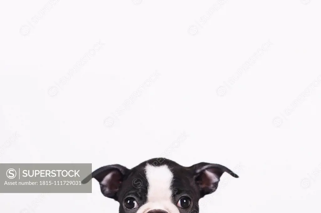 Peeking Boston terrier puppy in front of white background