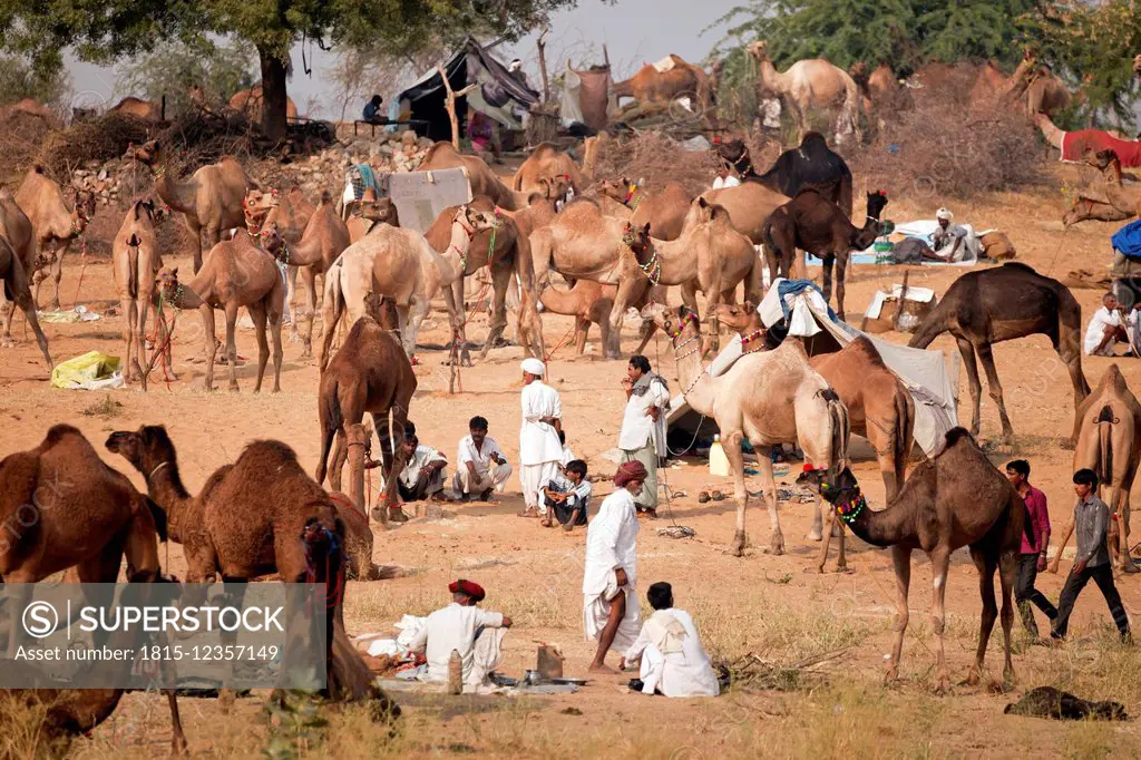 India, Rajasthan, Pushkar, camel and livestock fair