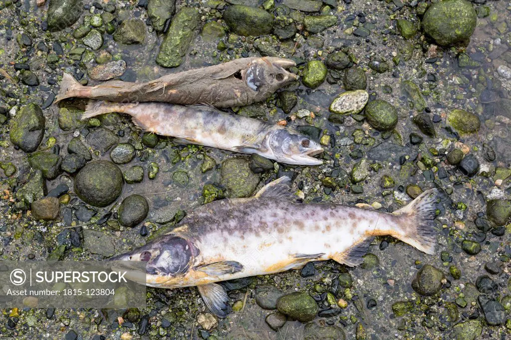 Dead salmon in Chilkoot River