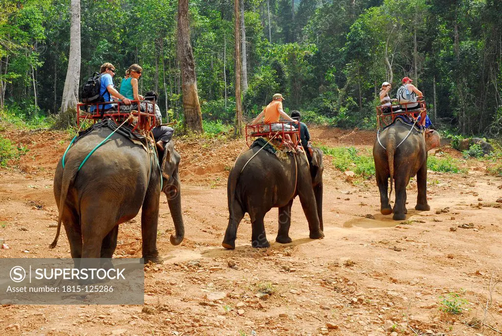 Thailand, Elephant trekking in tropical forest of Koh Chang Island at Ban Kwan Chang Elephant camp