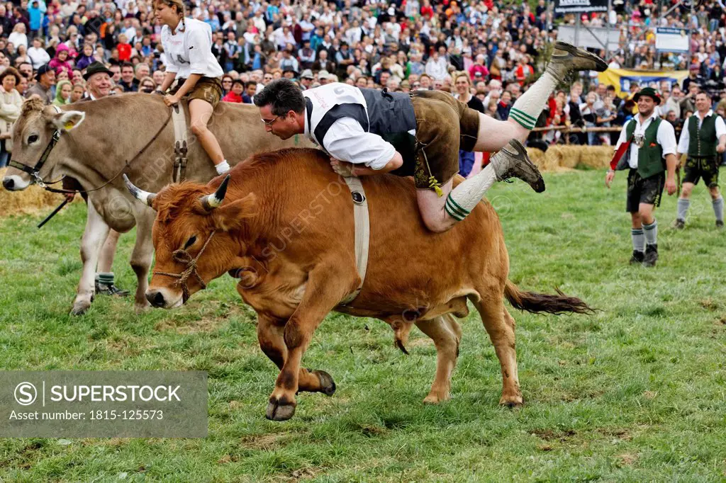 Germany, Bavaria, Traditional ox races in Munsing