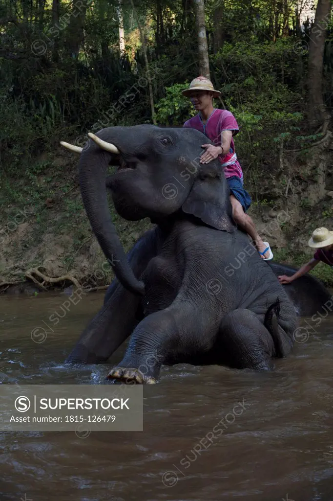 Thailand, Chiang Mai, Mahout washing his elephant in river