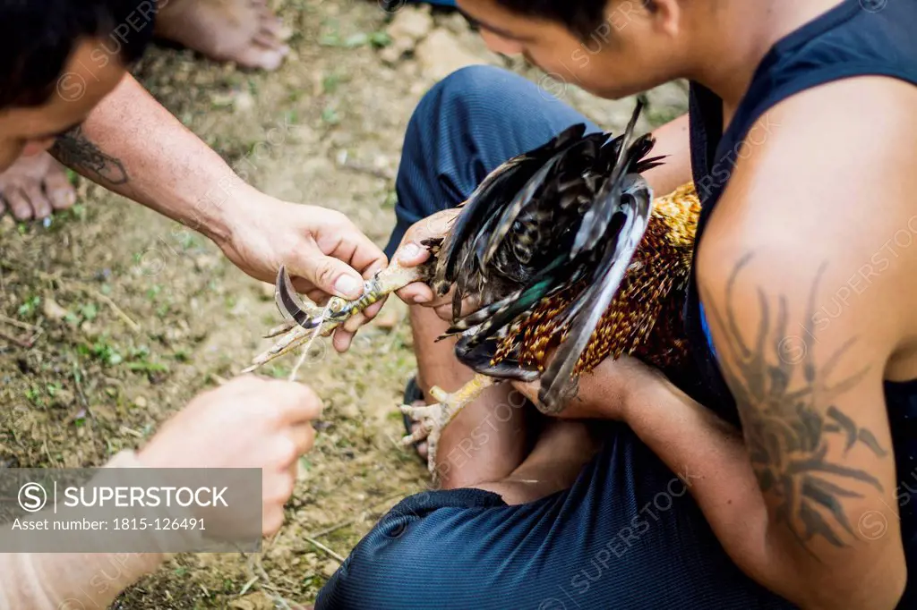 Malaysia, Sarawak, Men preparing their animals with sharp knifes for cockfight