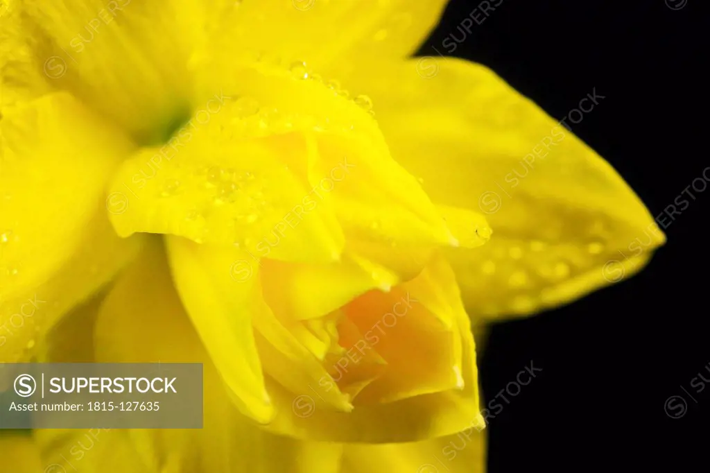 Daffodil flowers with waterdrops against blue background