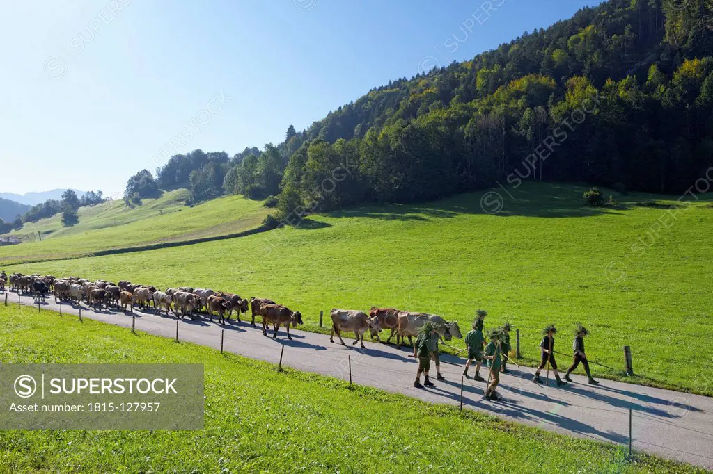Austria, Vorarlberg, Almabtrieb with cows