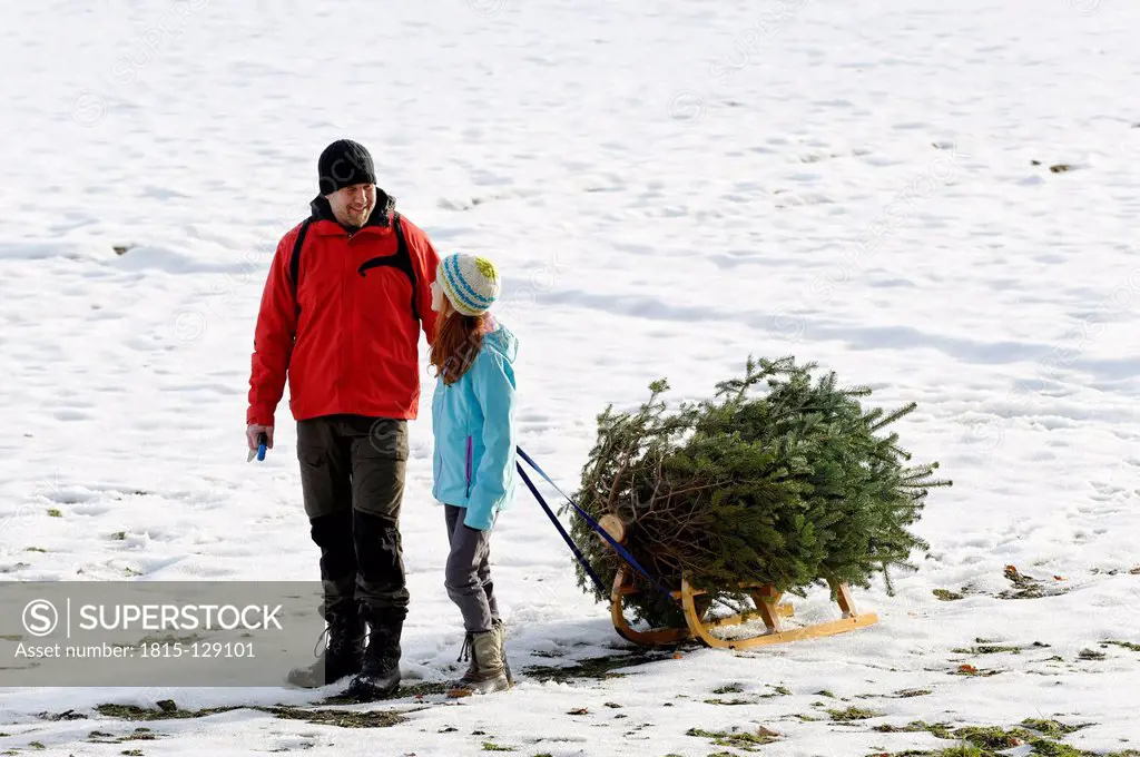 Family taking christmas tree on sledge