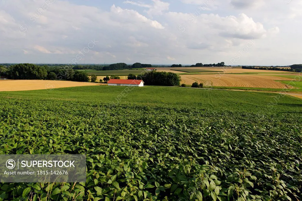 Germany, Bavaria, View of soybean field