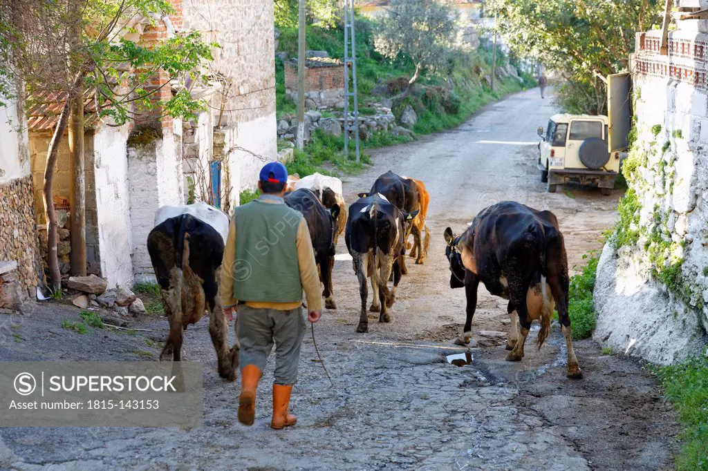 Turkey, Kapikiri village, Man with cattle