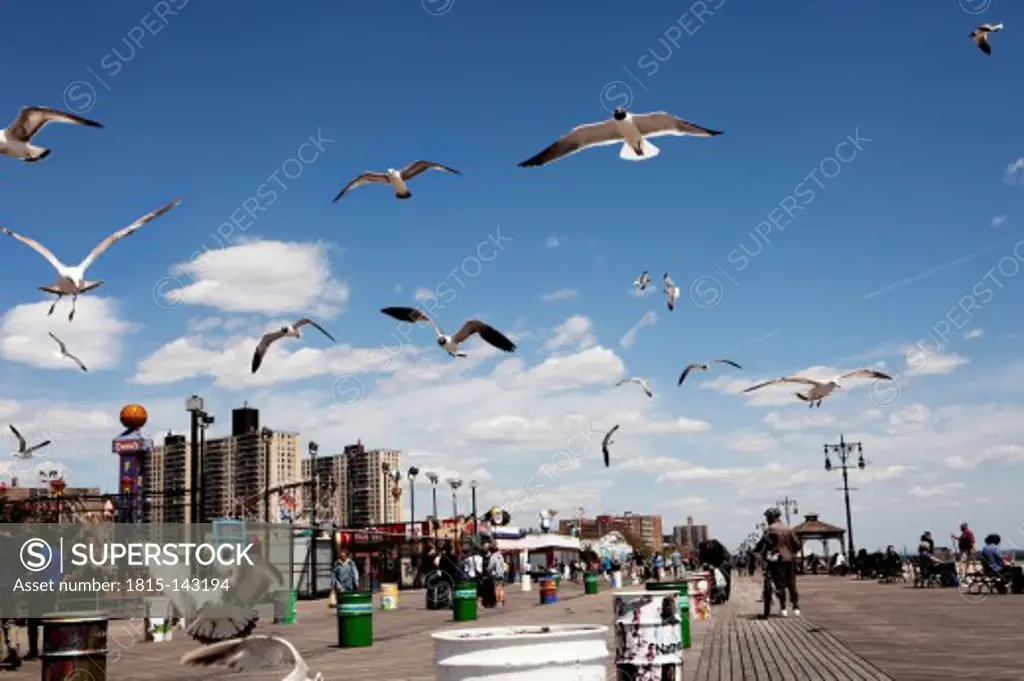 USA, New York,View of birds flying in Coney Island