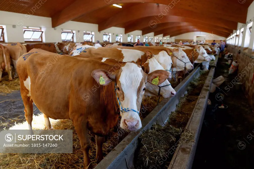Germany, Bavaria, Pfaffenwinkel, Cattle market in Weilheim