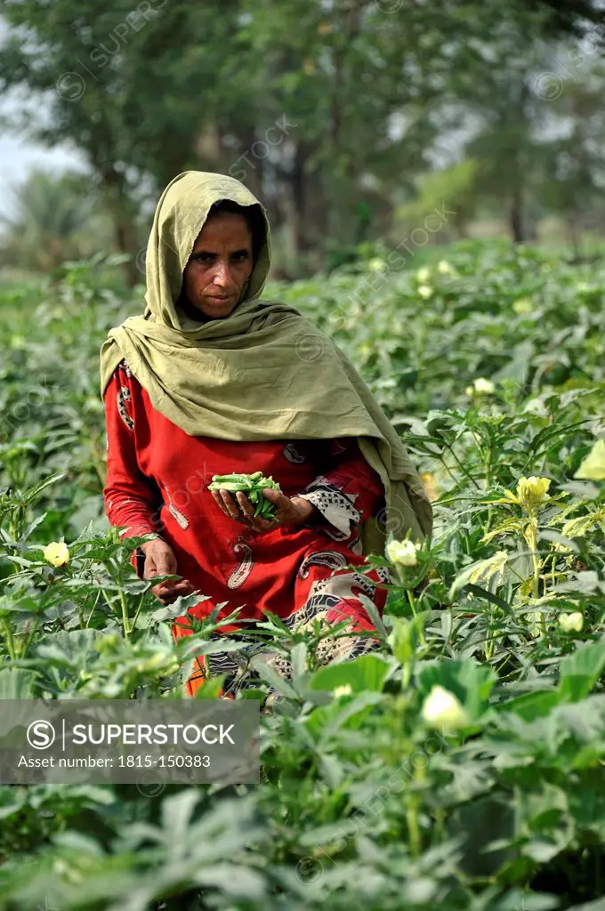 Pakistan, Punjab, Moza Sabgogat, Woman harvesting okra