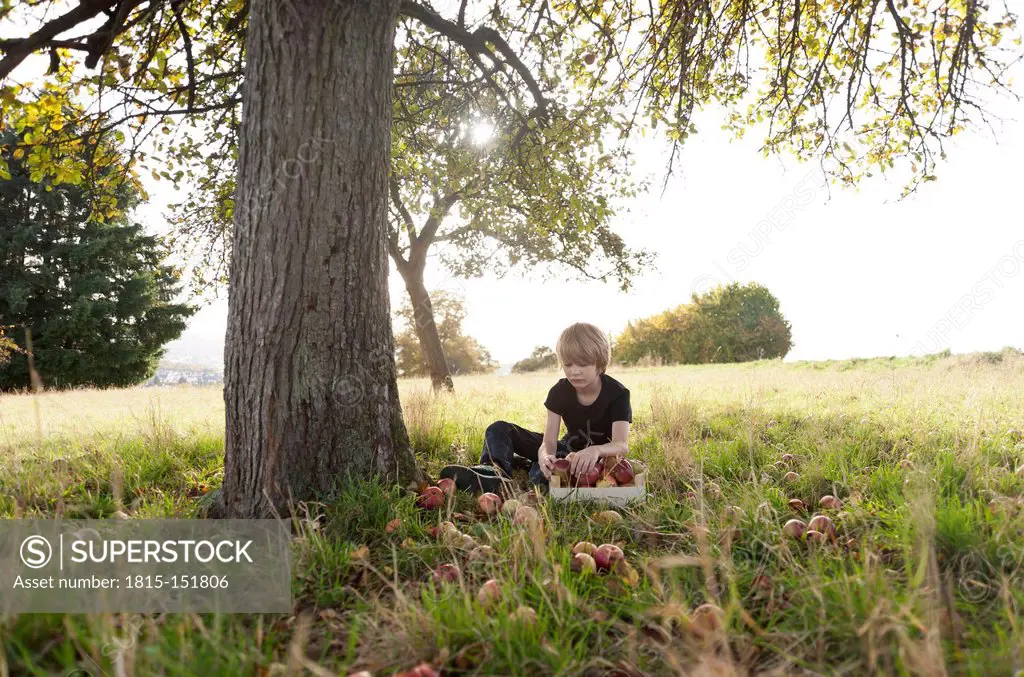 Germany, Rhineland-Palatinate, boy sitting under a tree sorting apples