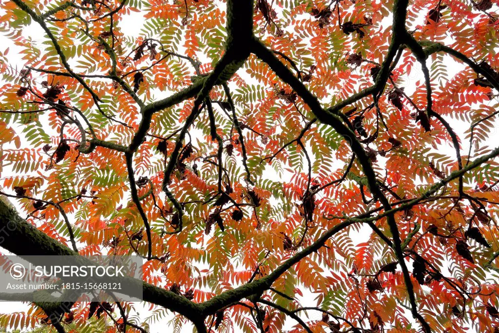 Germany, Saxony, Directly below view of¶ÿstaghorn¶ÿsumac¶ÿ(Rhus¶ÿtyphina)¶ÿtree canopy in autumn