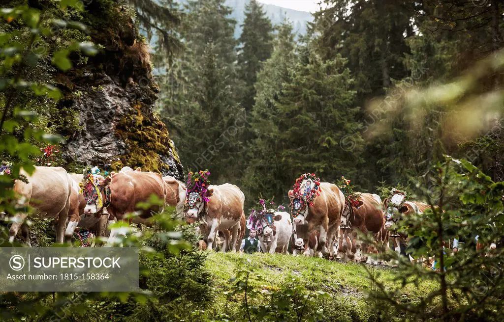 Austria, Salzburg State, Altenmarkt-Zauchensee, bringing down the cattle from the mountain pasture