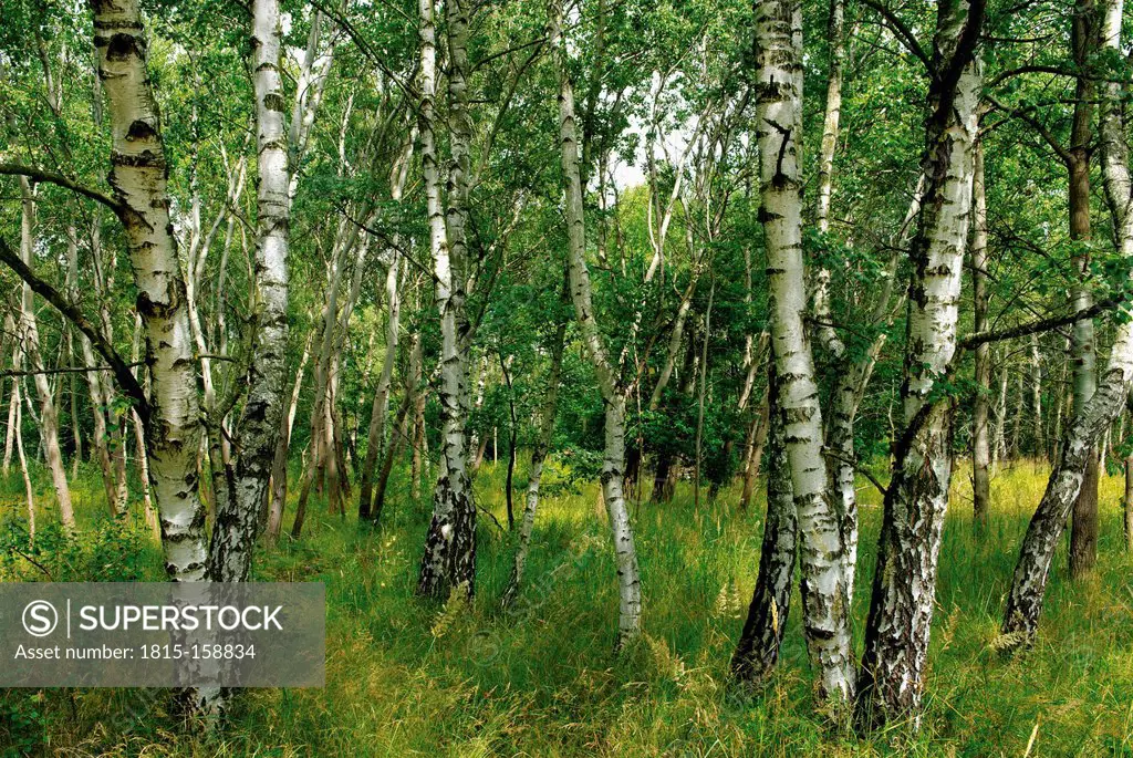 Germany, Brandenburg, Wustermark, Olympic village 1936, part of forest with birch trees