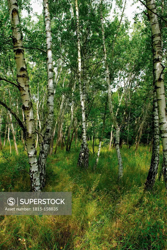 Germany, Brandenburg, Wustermark, Olympic village 1936, part of forest with birch trees