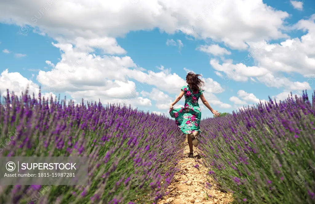 France, Provence, Valensole plateau, back view of woman running among lavender fields in summer