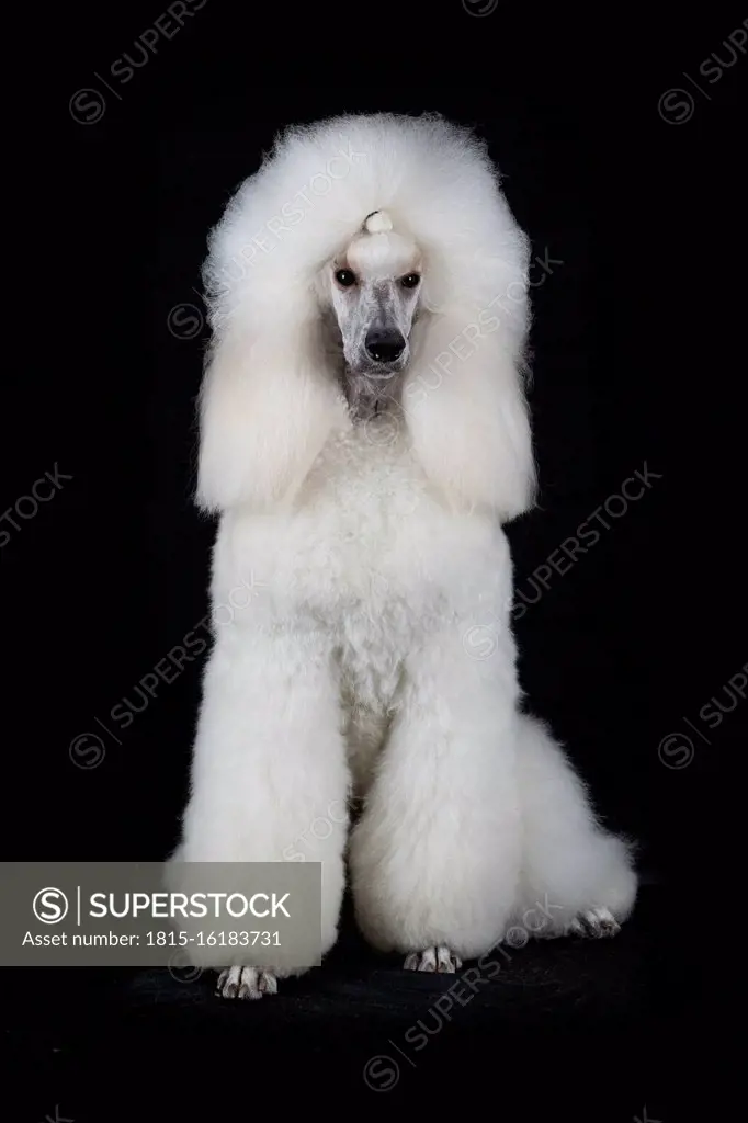 Portrait of white Standard Poodle against black background