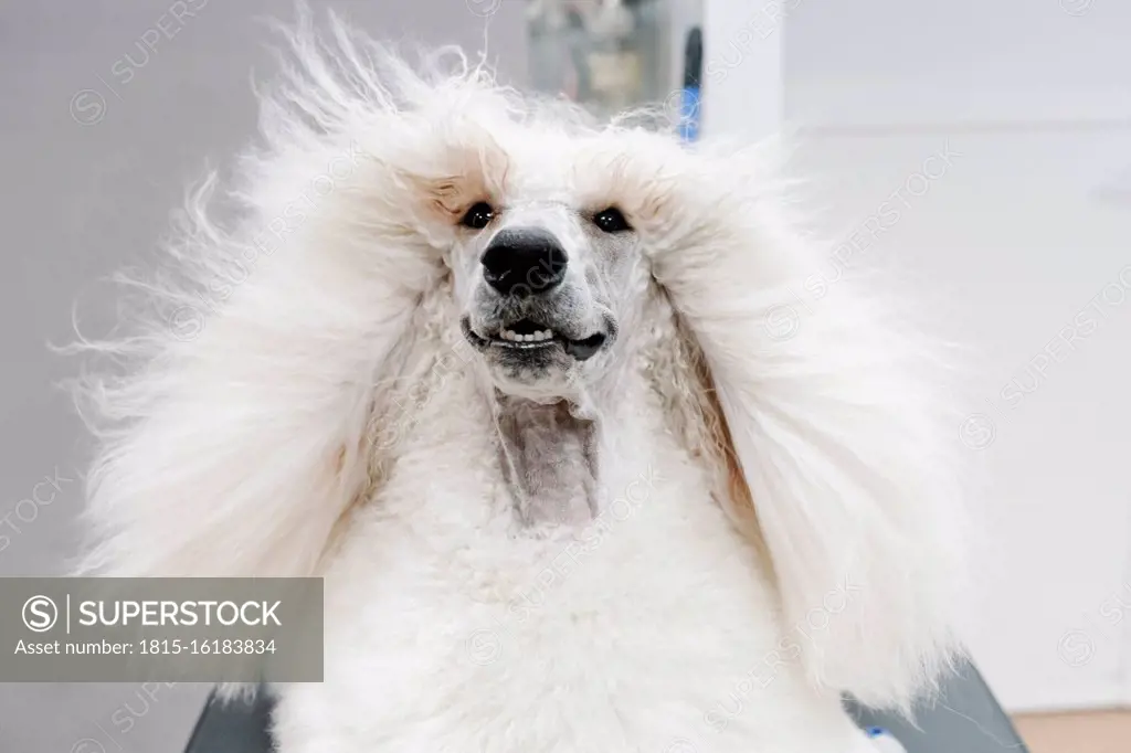Portrait of white Standard Poodle with blowing hair