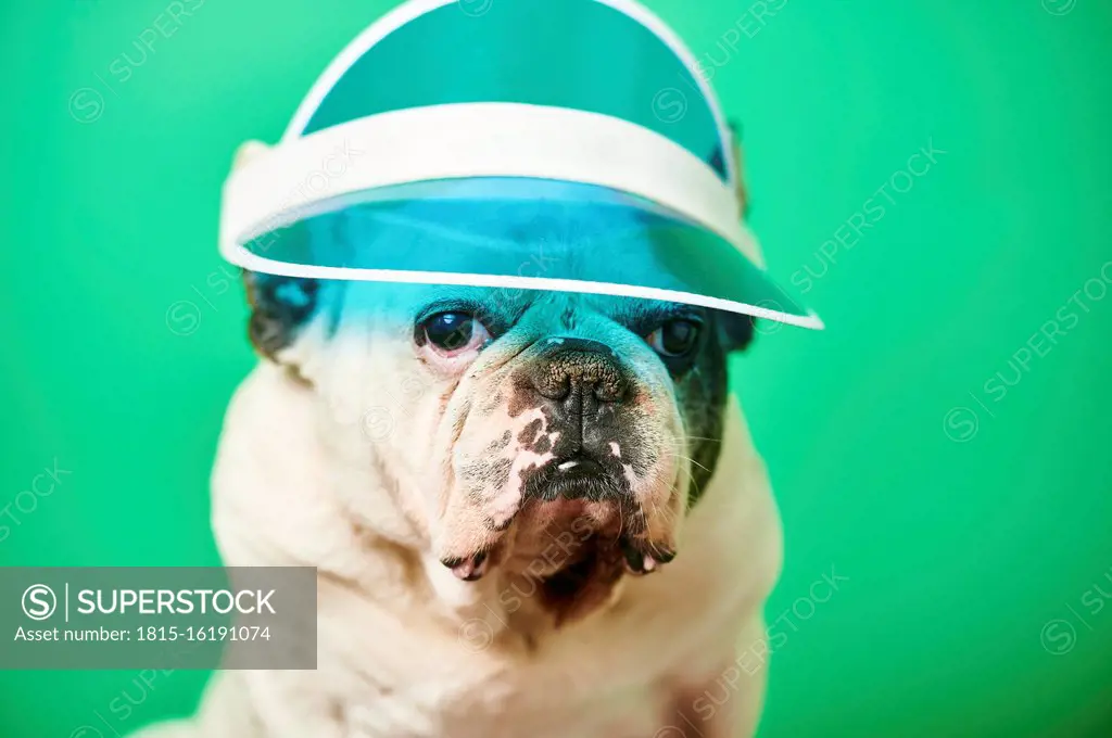 Studio portrait of white French Bulldog wearing sun visor